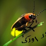Fire Fly