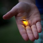 firefly