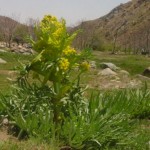 Medicinal Plant