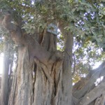 Tree 1