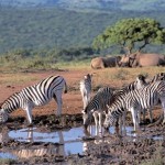 zebra