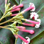 Konin plant