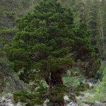 Juniper