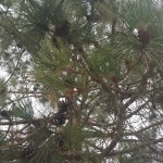 pine