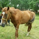 horse (2)
