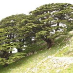 cedars