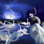 swans