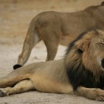 lion