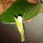 fig-flower