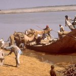 camels